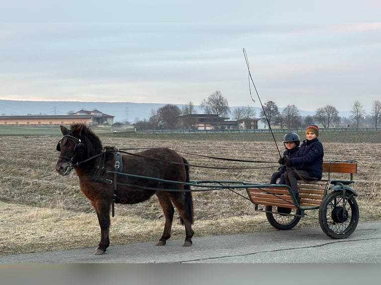 Poneys Shetland Jument 7 Ans 117 cm Bai brun in Riedlingen