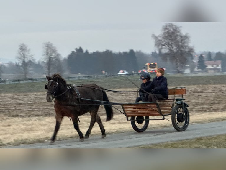 Poneys Shetland Jument 7 Ans 117 cm Bai brun in Riedlingen