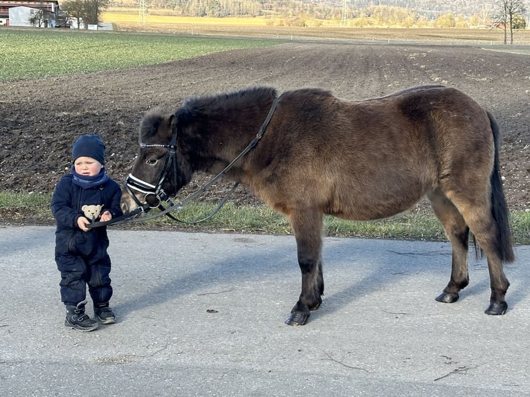 Poneys Shetland Jument 7 Ans 117 cm Bai brun in Riedlingen