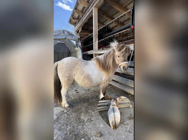 Poneys Shetland Jument 7 Ans 82 cm Dunalino in Gryfice