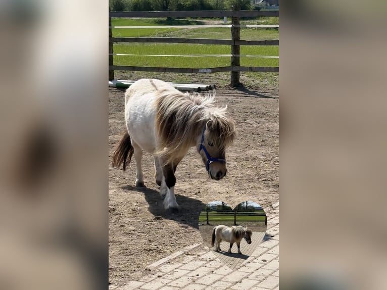 Poneys Shetland Jument 7 Ans 82 cm Dunalino in Gryfice