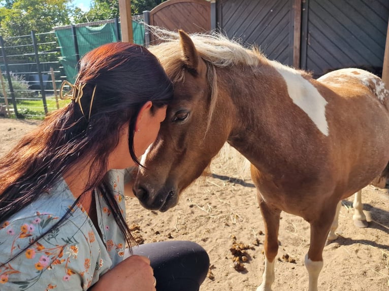 Poneys Shetland Jument 7 Ans 85 cm Léopard in Bergheim