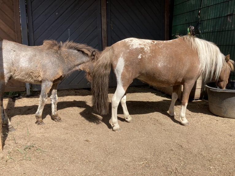 Poneys Shetland Jument 7 Ans 85 cm Léopard in Bergheim