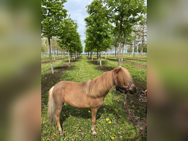 Poneys Shetland Jument 7 Ans 90 cm Alezan in Nettetal
