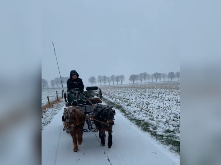 Poneys Shetland Jument 7 Ans 90 cm Alezan in Nettetal