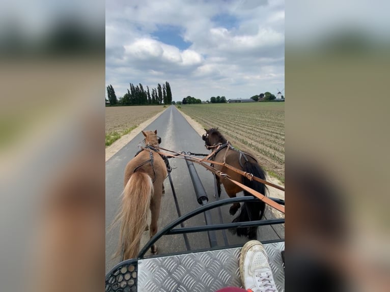 Poneys Shetland Jument 7 Ans 90 cm Alezan in Nettetal