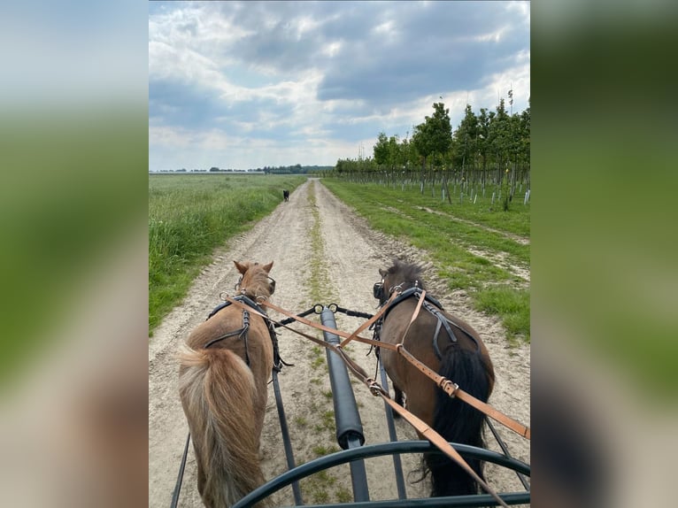 Poneys Shetland Jument 7 Ans 90 cm Alezan in Nettetal