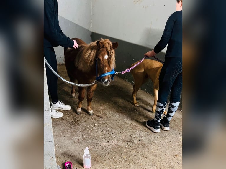 Poneys Shetland Jument 7 Ans 90 cm Alezan in Nettetal