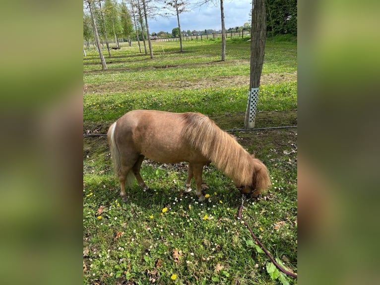 Poneys Shetland Jument 7 Ans 90 cm Alezan in Nettetal