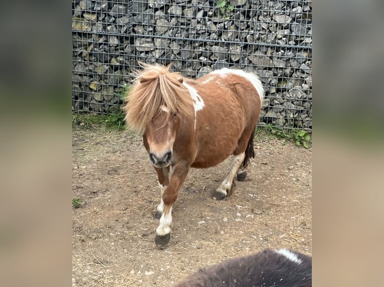 Poneys Shetland Jument 7 Ans 90 cm  in Daleiden