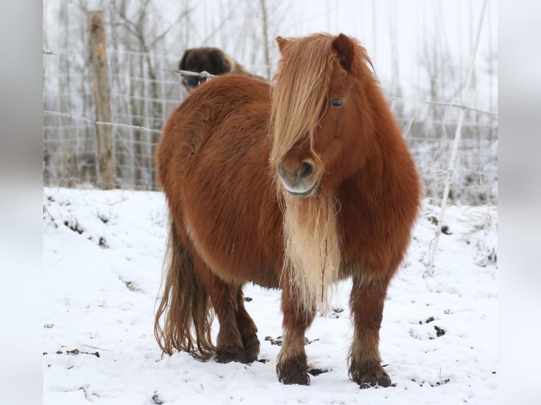 Poneys Shetland Jument 7 Ans 96 cm Alezan in Alt Mölln