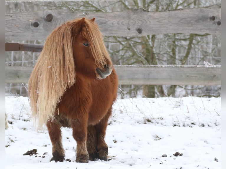 Poneys Shetland Jument 7 Ans 96 cm Alezan in Alt Mölln