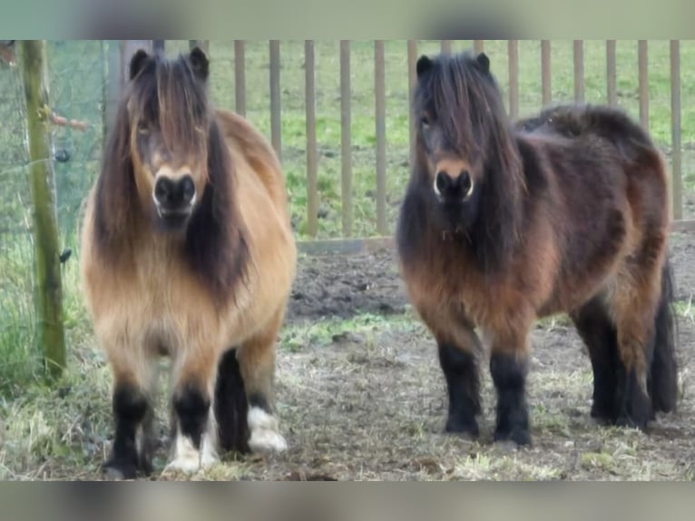 Poneys Shetland Jument 7 Ans Bai in Boxtel