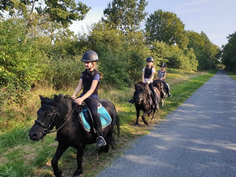 Poneys Shetland Jument 8 Ans 104 cm Noir in Neumünster