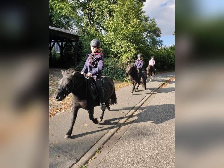 Poneys Shetland Jument 8 Ans 104 cm Noir in Neumünster