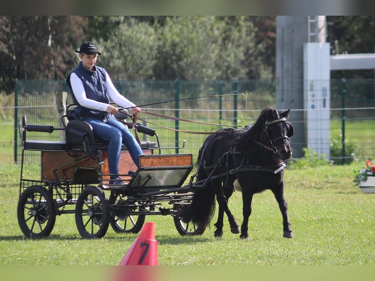 Poneys Shetland Jument 8 Ans 104 cm Noir in Neumünster