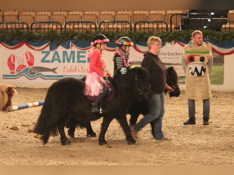 Poneys Shetland Jument 8 Ans 104 cm Noir in Neumünster