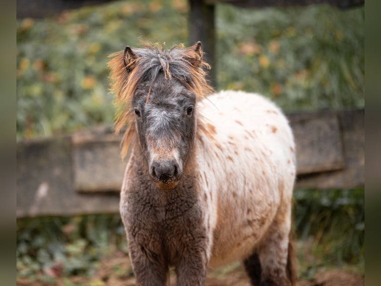 Poneys Shetland Jument 8 Ans 105 cm Léopard in Bruchsal