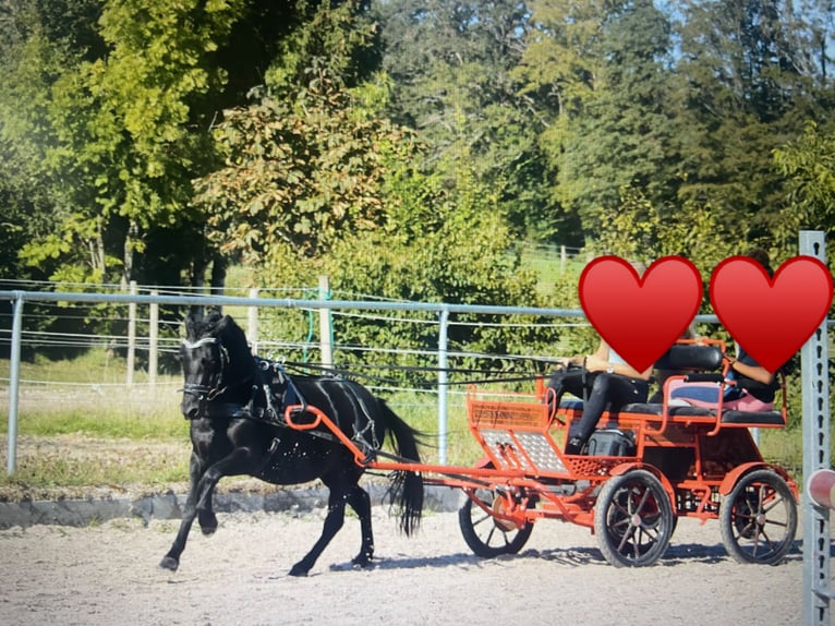 Poneys Shetland Jument 8 Ans 105 cm Noir in Bad Wurzach