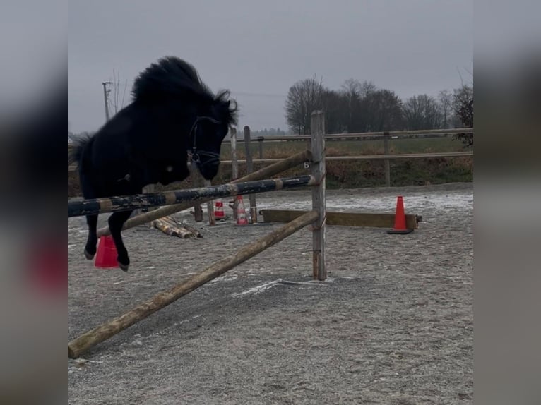 Poneys Shetland Jument 8 Ans 105 cm Noir in Bad Wurzach