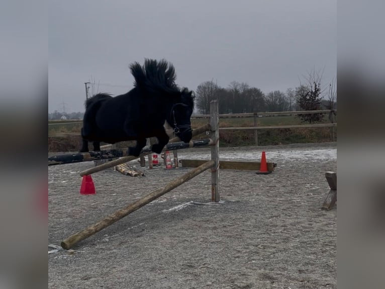 Poneys Shetland Jument 8 Ans 105 cm Noir in Bad Wurzach