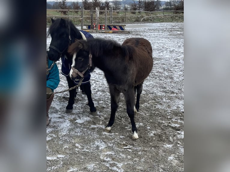 Poneys Shetland Jument 8 Ans 105 cm Noir in Bad Wurzach