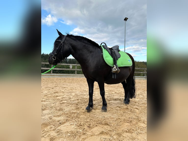 Poneys Shetland Jument 8 Ans 105 cm Noir in Michelstadt