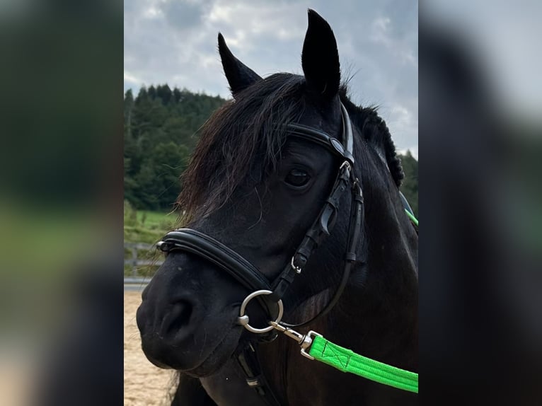 Poneys Shetland Jument 8 Ans 105 cm Noir in Michelstadt