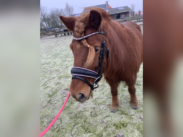 Poneys Shetland Jument 8 Ans 106 cm Alezan brûlé in Berltsum