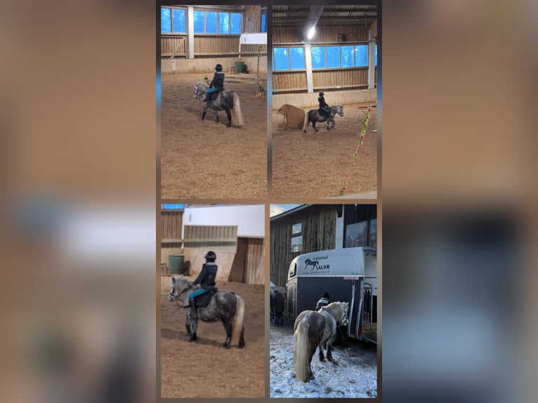 Poneys Shetland Jument 8 Ans 110 cm Gris in Thannhausen