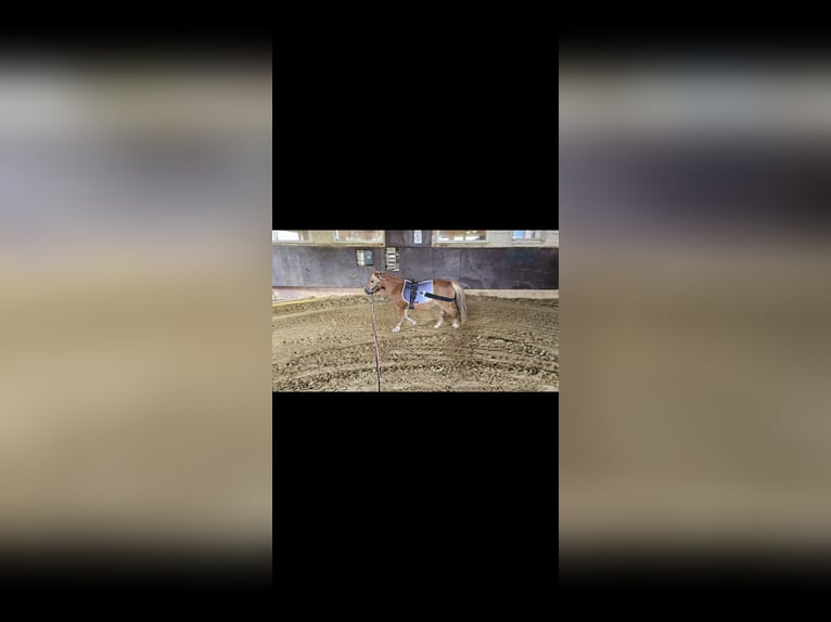 Poneys Shetland Jument 8 Ans 111 cm Palomino in Essen Poneys Shetland Jument 8 Ans 111 cm Palomino in Essen