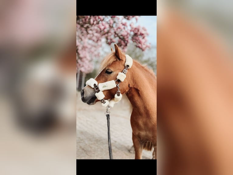 Poneys Shetland Jument 8 Ans 111 cm Palomino in Essen Poneys Shetland Jument 8 Ans 111 cm Palomino in Essen