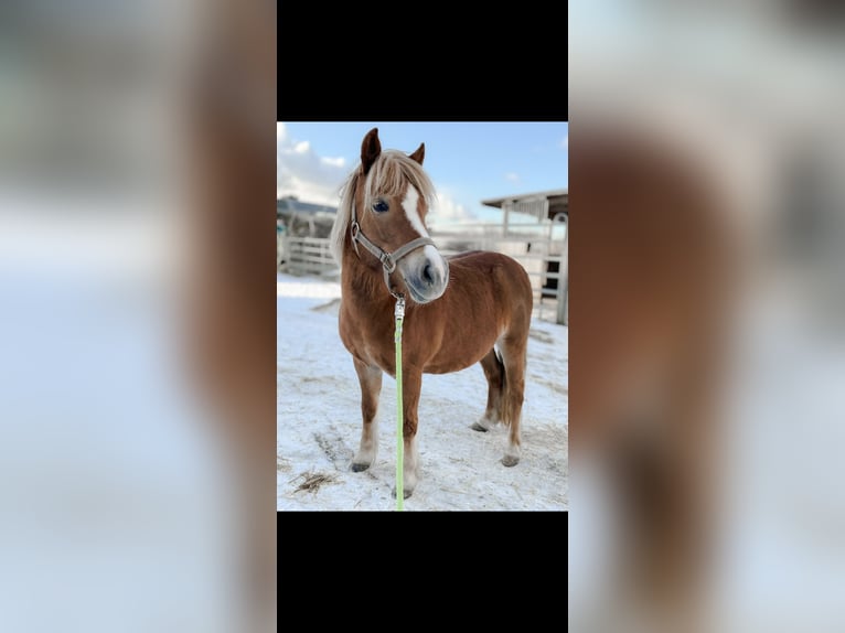 Poneys Shetland Jument 8 Ans 111 cm Palomino in Essen Poneys Shetland Jument 8 Ans 111 cm Palomino in Essen