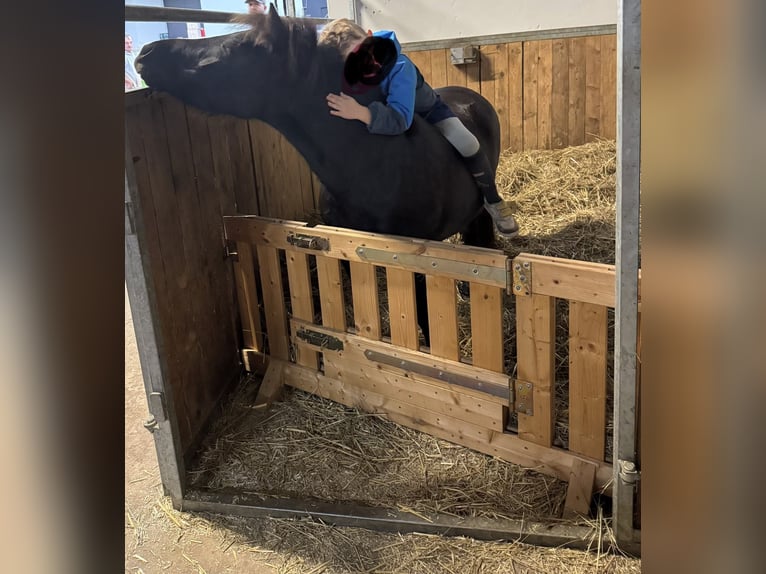 Poneys Shetland Jument 8 Ans 113 cm Bai brun foncé in Großostheim