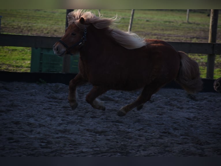 Poneys Shetland Jument 8 Ans 117 cm Alezan in Achtmaal