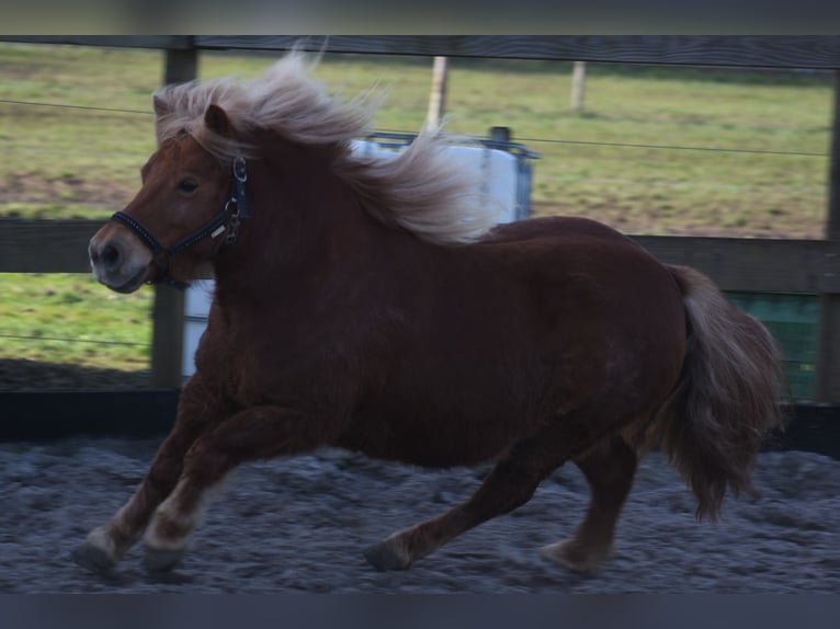 Poneys Shetland Jument 8 Ans 117 cm Alezan in Achtmaal