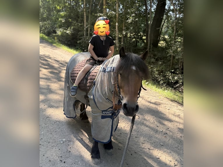 Poneys Shetland Croisé Jument 8 Ans 120 cm Bai in Großenaspe Poneys Shetland Croisé Jument 8 Ans 120 cm Bai in Großenaspe