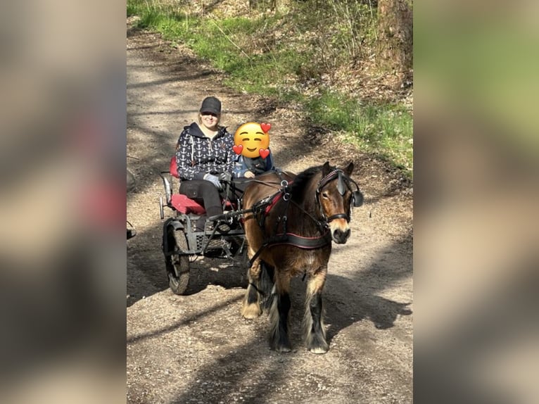 Poneys Shetland Croisé Jument 8 Ans 120 cm Bai in Großenaspe Poneys Shetland Croisé Jument 8 Ans 120 cm Bai in Großenaspe