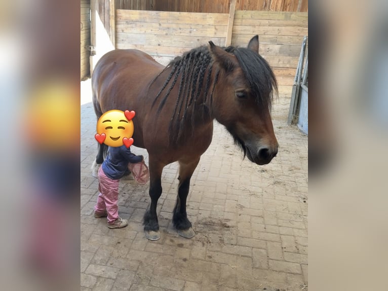 Poneys Shetland Croisé Jument 8 Ans 120 cm Bai in Großenaspe Poneys Shetland Croisé Jument 8 Ans 120 cm Bai in Großenaspe