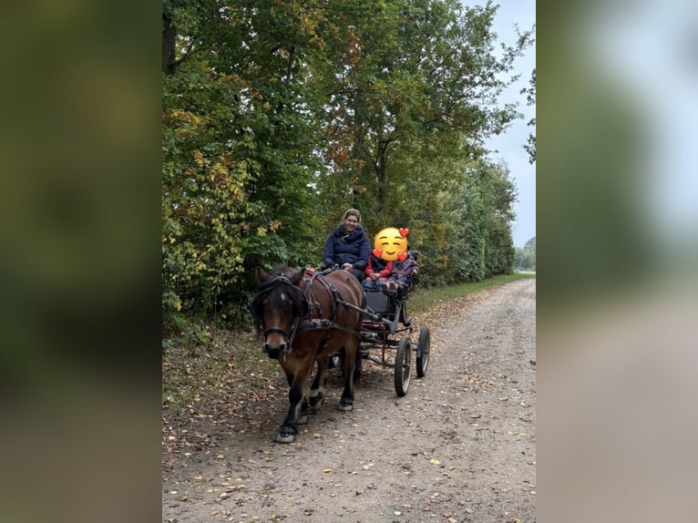 Poneys Shetland Croisé Jument 8 Ans 120 cm Bai in Großenaspe Poneys Shetland Croisé Jument 8 Ans 120 cm Bai in Großenaspe