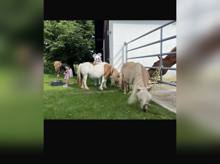 Poneys Shetland Jument 8 Ans 85 cm Pinto in Allerheiligen im M&#xFC;hlkreis
