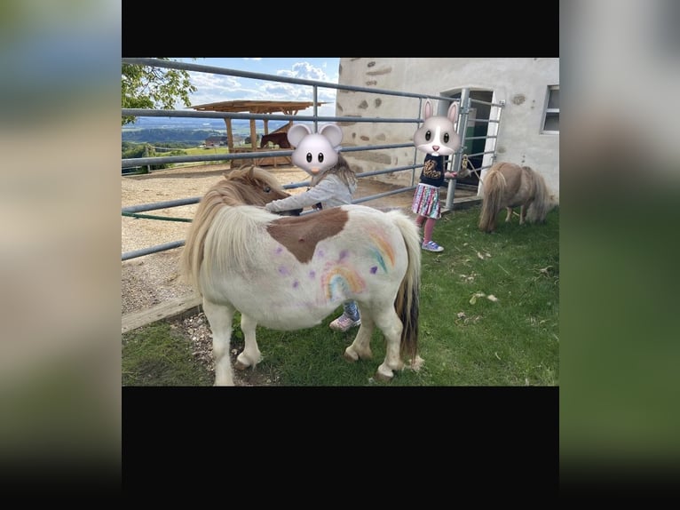 Poneys Shetland Jument 8 Ans 85 cm Pinto in Allerheiligen im M&#xFC;hlkreis