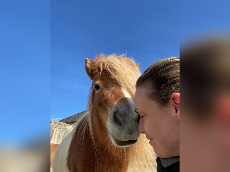 Poneys Shetland Jument 8 Ans 85 cm Pinto in Allerheiligen im M&#xFC;hlkreis