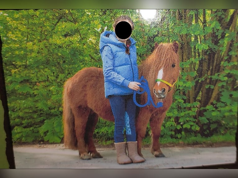 Poneys Shetland Jument 8 Ans 92 cm Alezan in Castrop-Rauxel