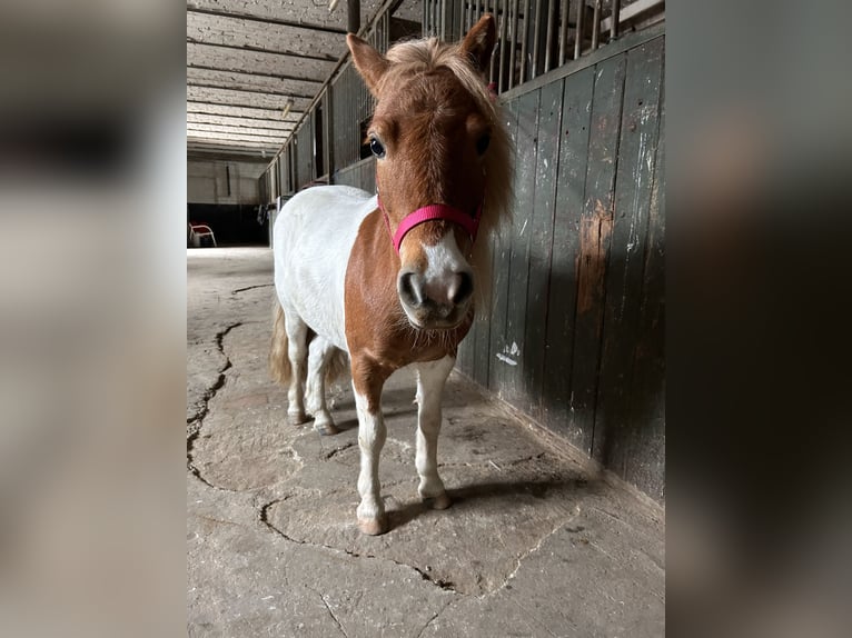Poneys Shetland Jument 8 Ans 92 cm Pinto in Bedburg
