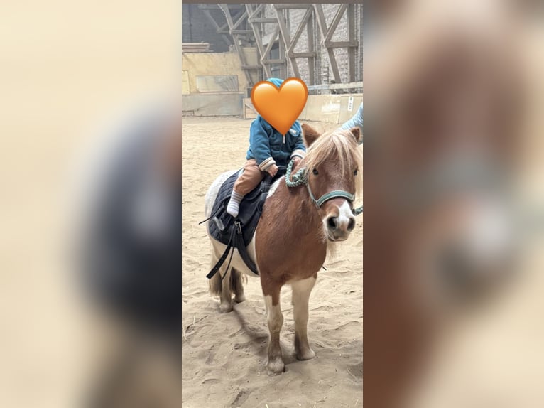 Poneys Shetland Jument 8 Ans 92 cm Pinto in Bedburg