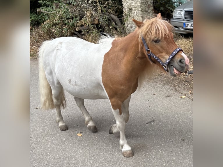 Poneys Shetland Jument 8 Ans 92 cm Pinto in Bedburg