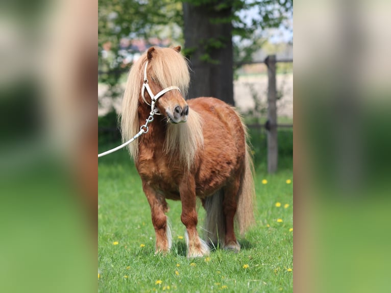 Poneys Shetland Jument 8 Ans Alezan in Emmeloord