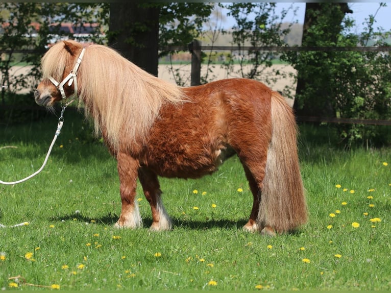Poneys Shetland Jument 8 Ans Alezan in Emmeloord