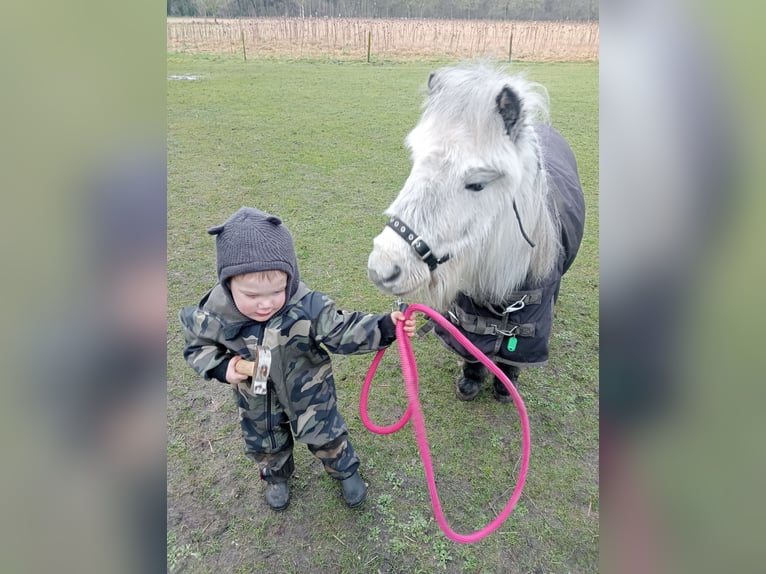 Poneys Shetland Jument 8 Ans in Boxtel